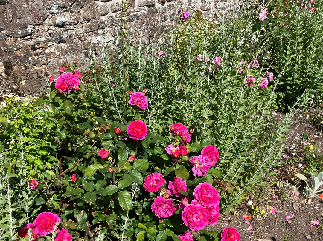 The Gertrude Jekyll Garden-Holy Island必去景点