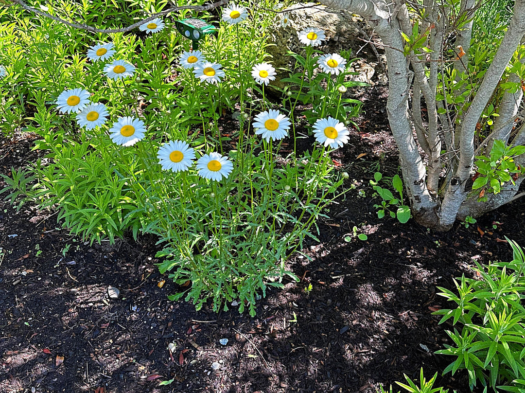 Charlotte Rhoades Garden and Butterfly Park-Southwest Harbor必去景点