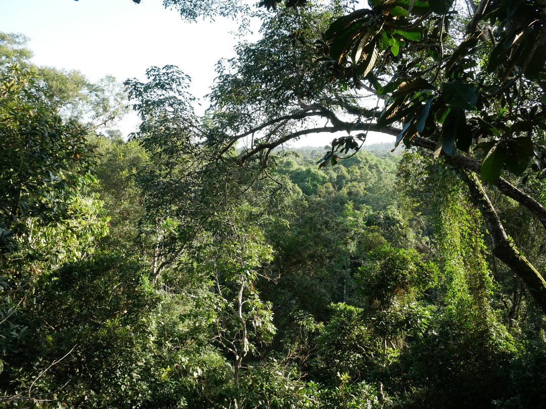 Iwokrama Canopy Walkway-Iwokrama Forest必去景点