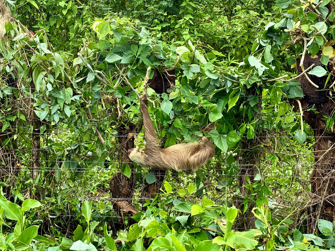 Tortuguero Eco Experiences-托图杰多必去景点