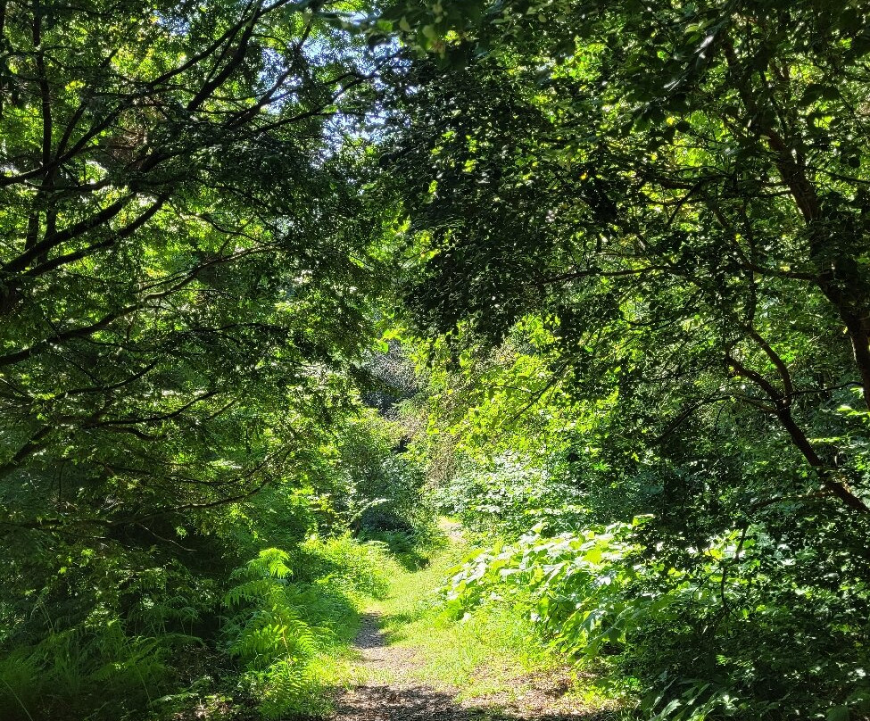 Colby Woodland Garden (National Trust)-Amroth必去景点