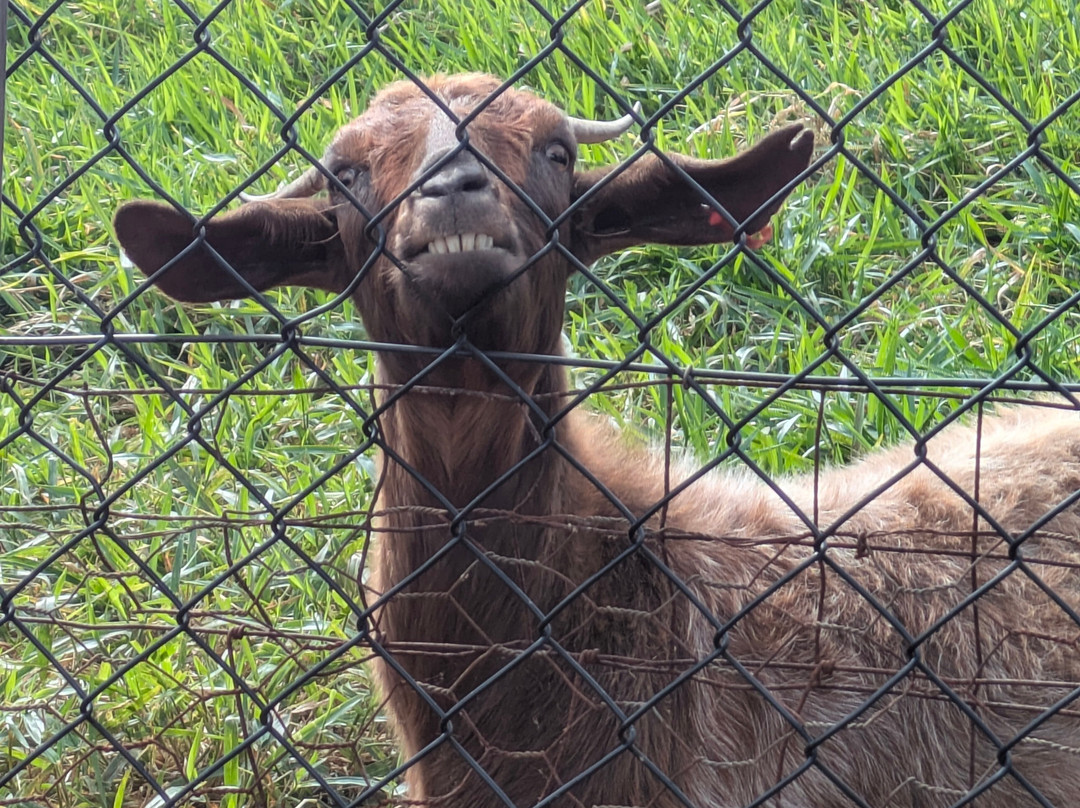 Cooberrie Park Wildlife Sanctuary-Yeppoon必去景点