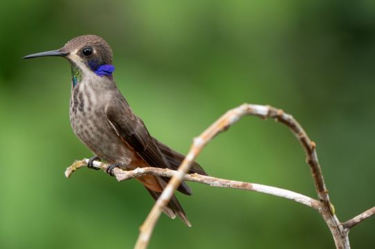San Jorge Eco-Lodge & Botanical Reserve-旅行者