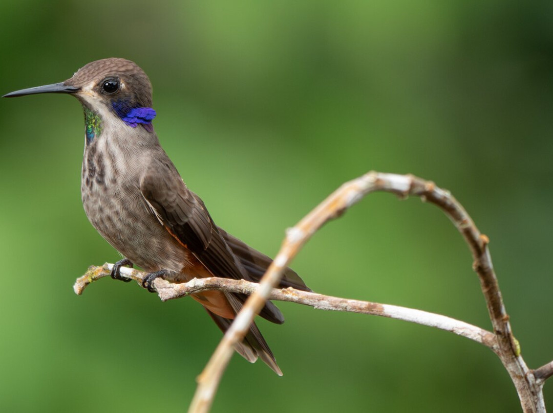 San Jorge Eco-Lodge & Botanical Reserve主图