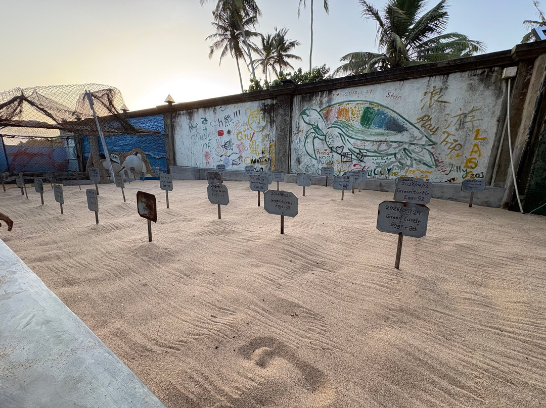 Ahungalla Sea Turtles Conservation And Research Center-亚洪加拉必去景点