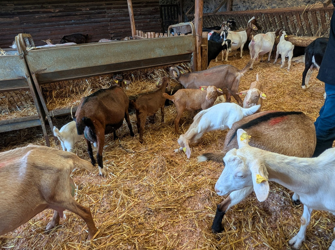 Typical Breakfast with Goats-Rabo de Peixe必去景点