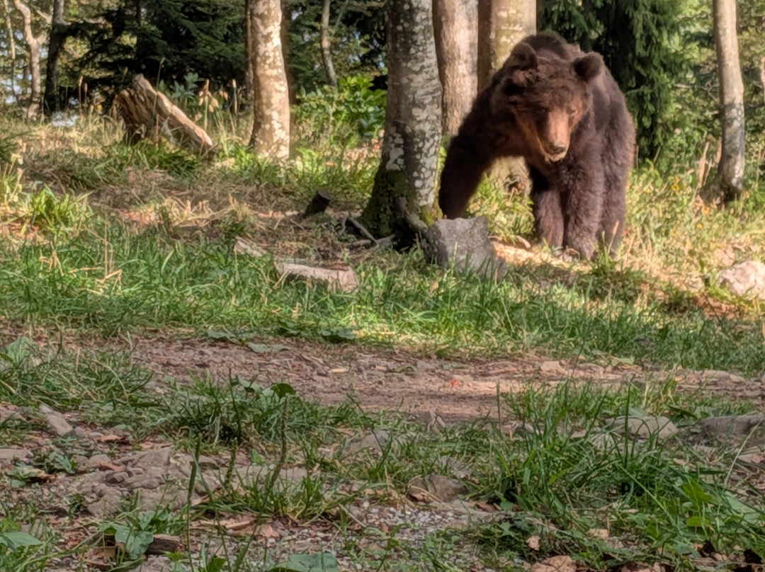 CROmedo-bearwatching-Cabar必去景点