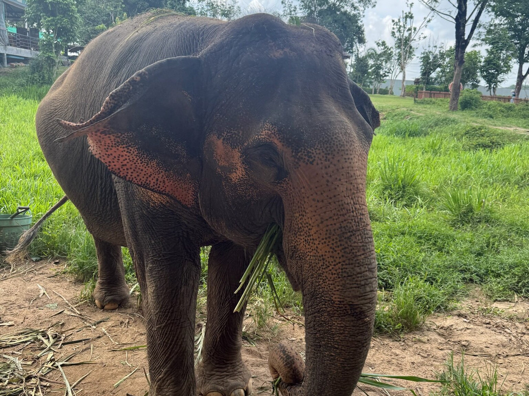 Phuket Elephant Nature Reserve-他朗必去景点
