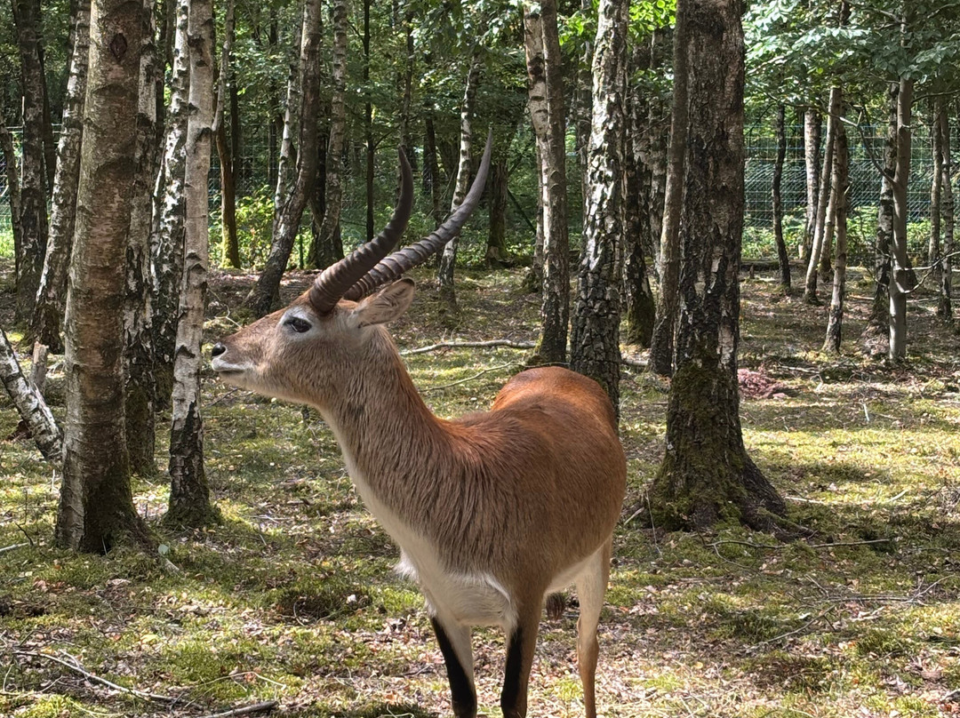Le Monde Sauvage Safari Parc-艾瓦耶必去景点
