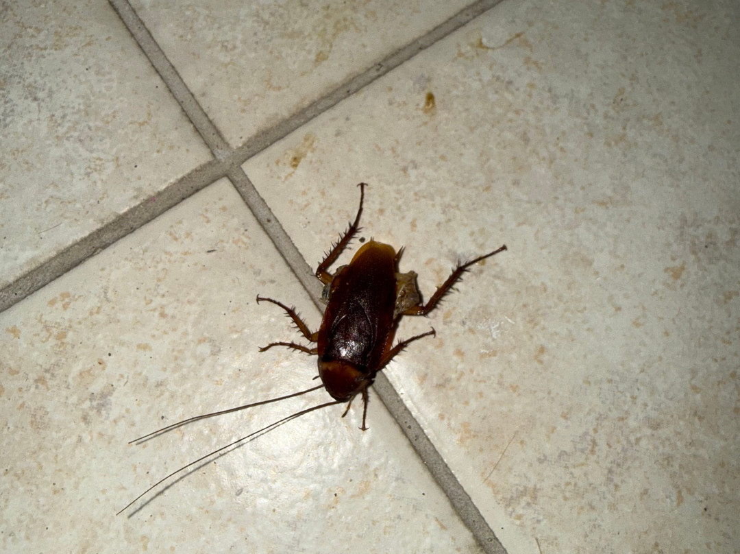 Kozas Superior Apartments主图