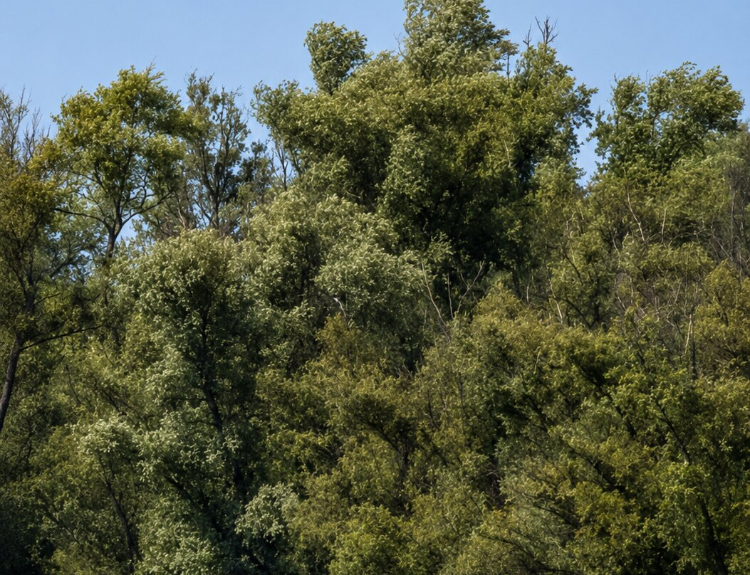 National Park De Biesbosch-Drimmelen必去景点