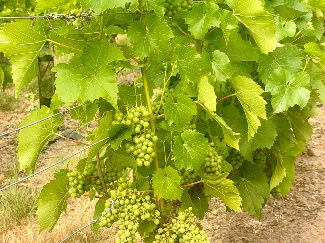 Carden Park Vineyard-Broxton必去景点