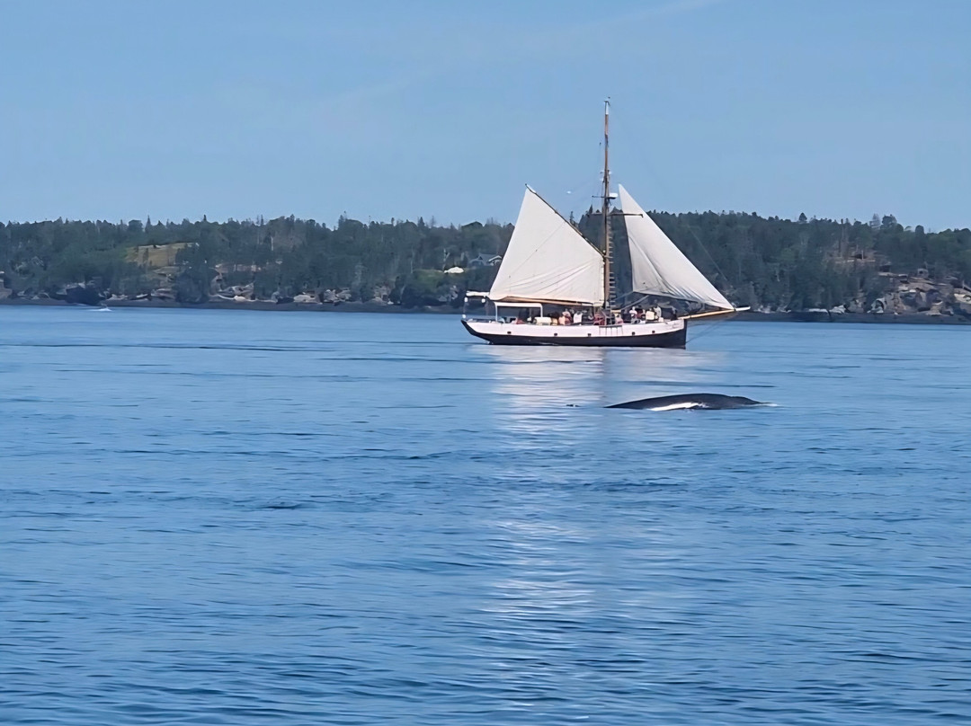 Eastport Windjammers-Eastport必去景点