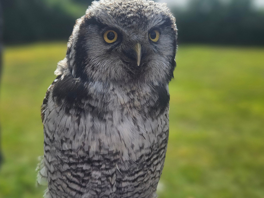 Falconry Experience Wales-Newtown必去景点