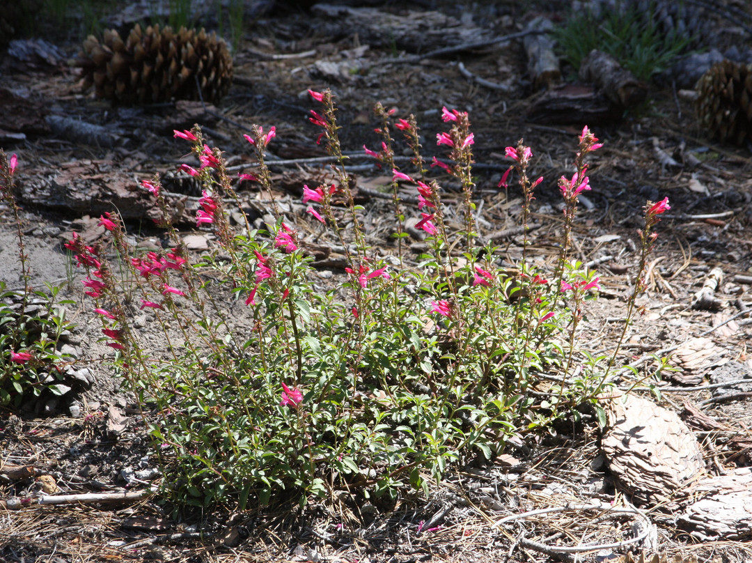 Lassen Volcanic National Park-Mineral必去景点