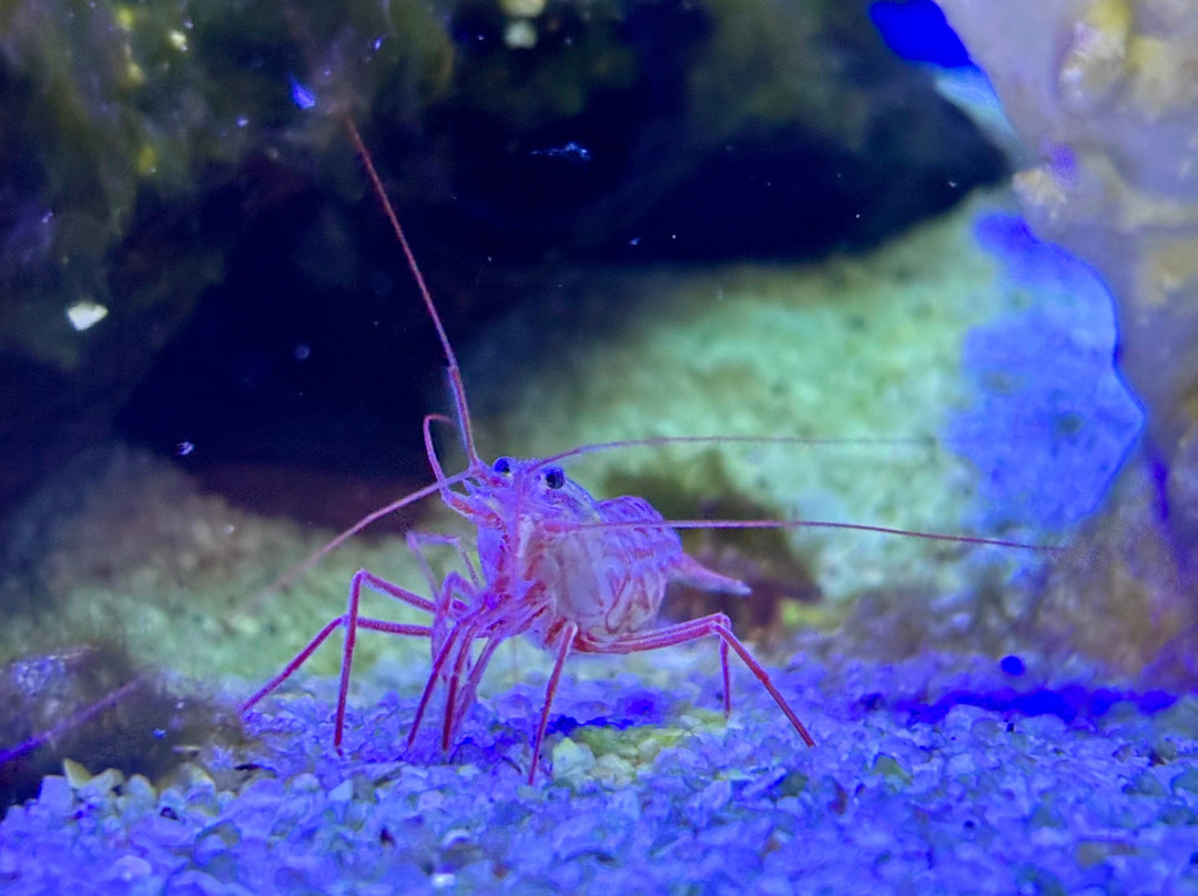 Ubatuba Aquarium-乌巴图巴必去景点