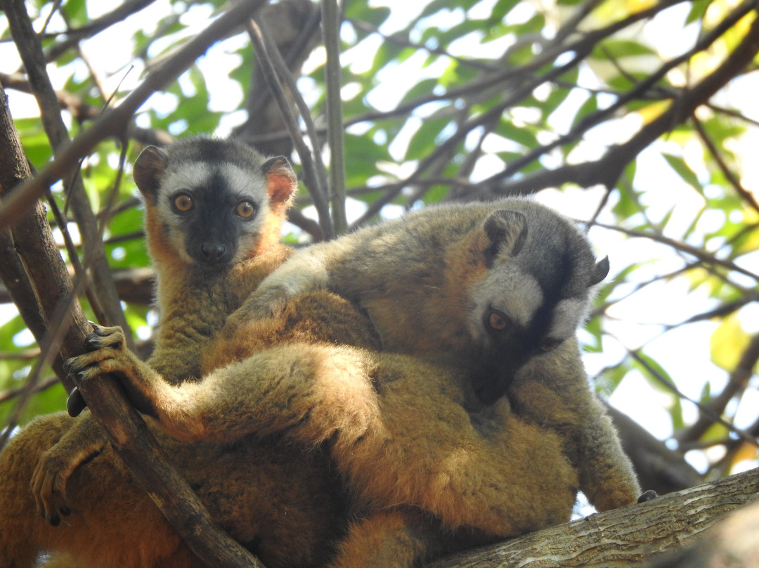Zazamalala Wildlife Centre-Morondava必去景点