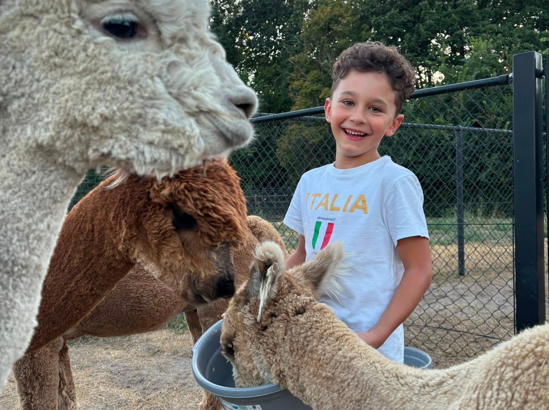 Alpaca World Friesland-Workum必去景点