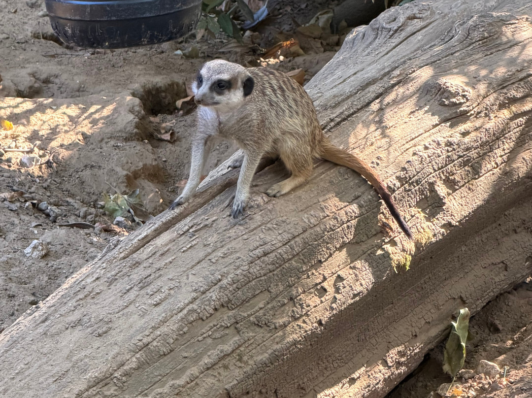 Zoo Antwerpen (dierentuin)-安特卫普必去景点