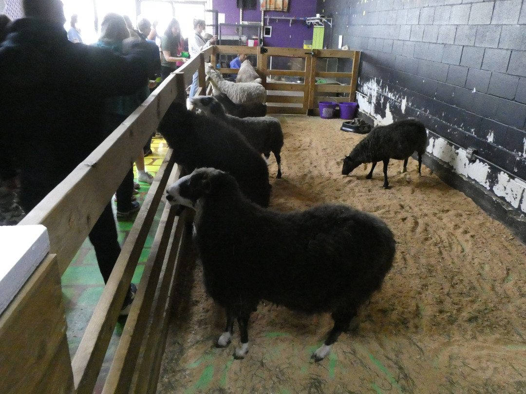 Debbie Dolittle's Indoor Petting Zoo-塔科马必去景点