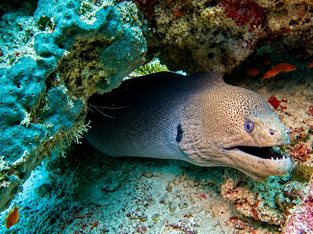 SUB AQUA DiveCenter Angaga-安嘎嘎岛必去景点