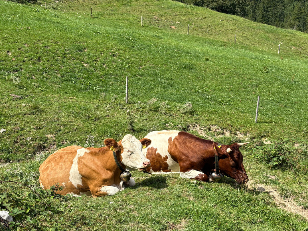 Ragert Alm