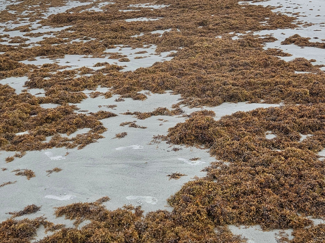 Jetty Park Beach & Pier-卡纳维拉尔角必去景点