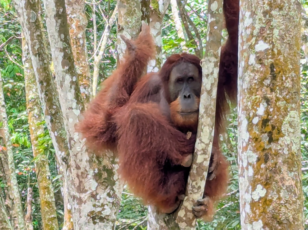 Wild Sumatra Adventure-Bohorok必去景点