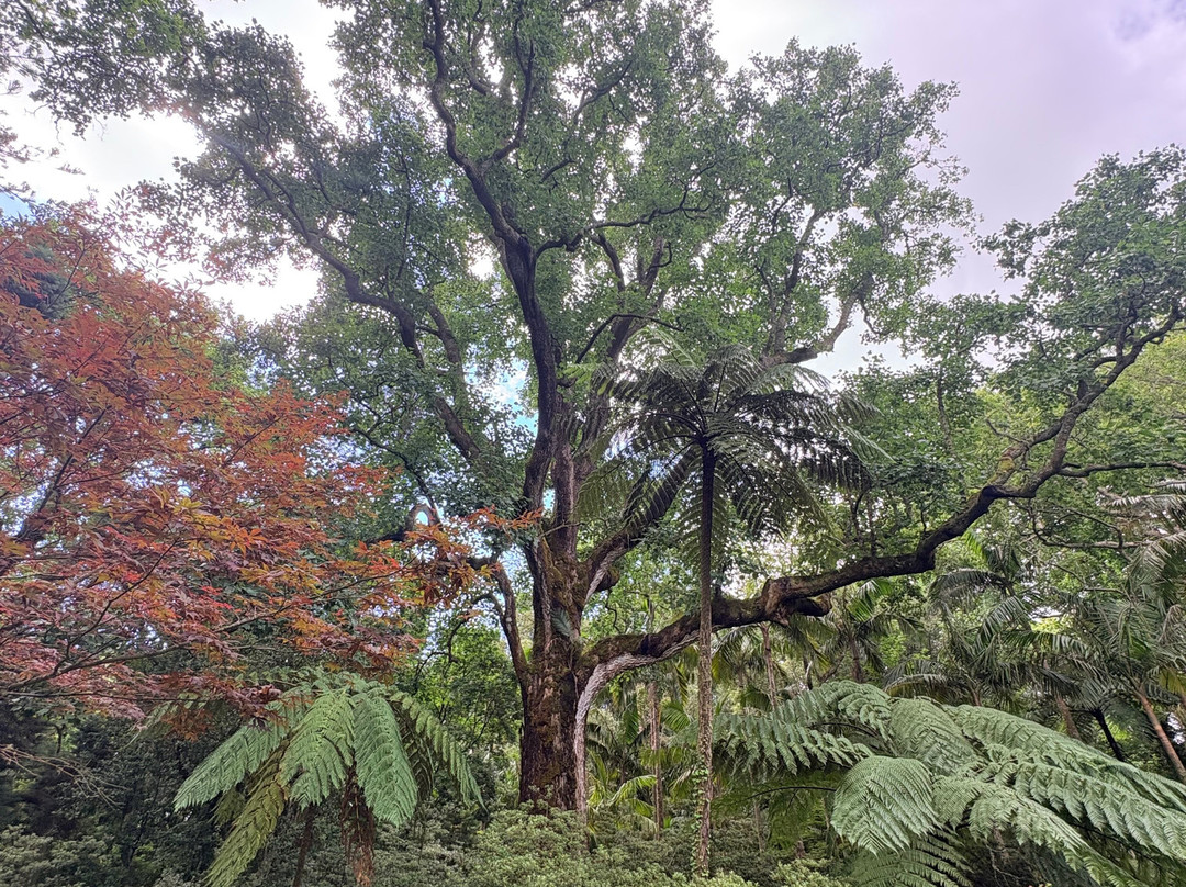 Parque Terra Nostra-富尔纳斯必去景点