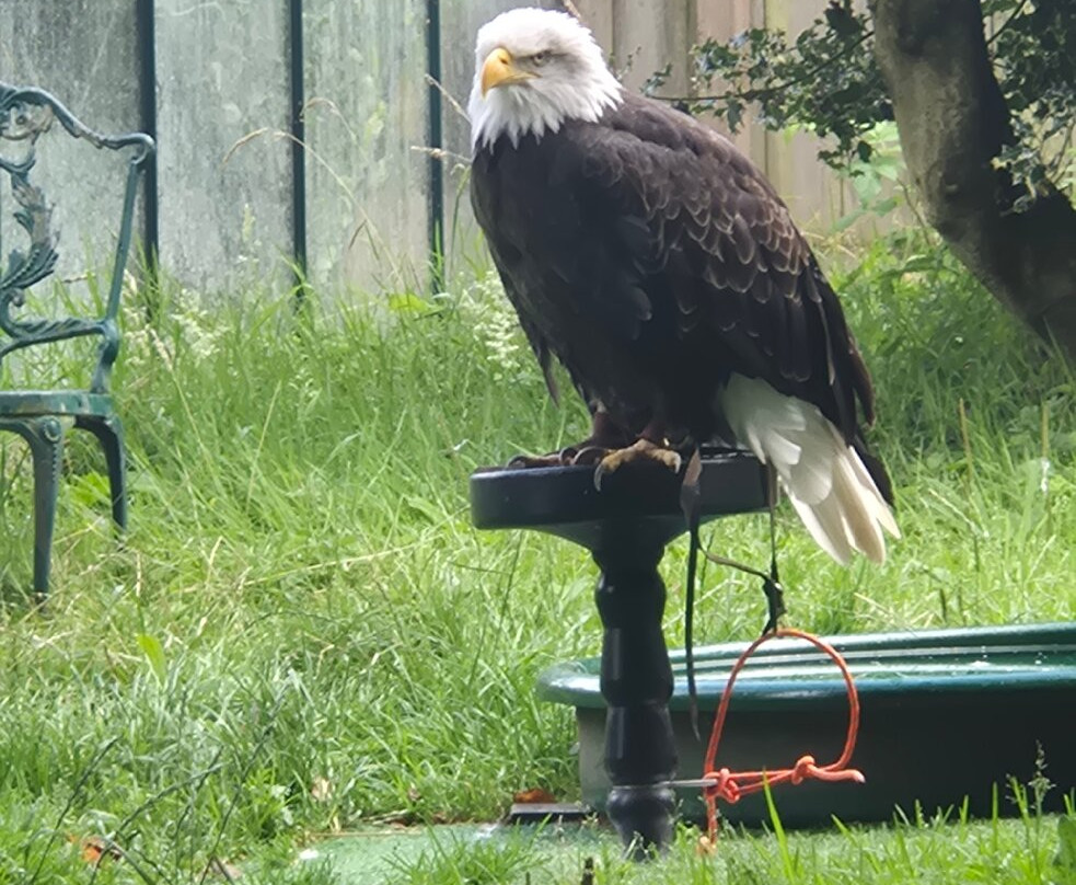 World of Wings Birds of Prey Centre-坎伯诺尔德必去景点