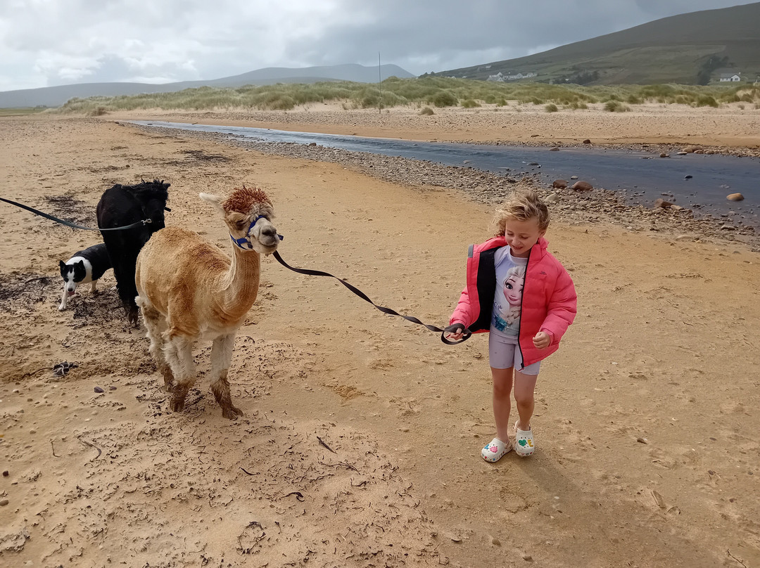 Achill Island Alpacas-Dugort必去景点
