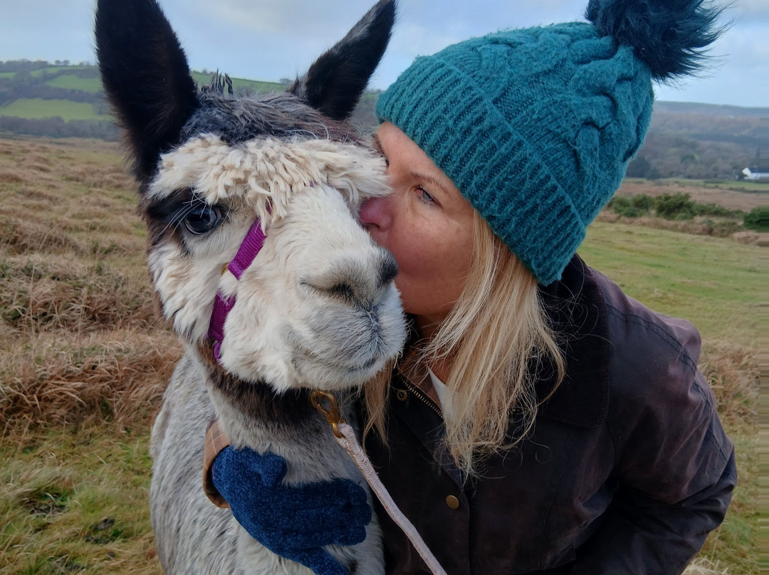 Lydford Gorge Alpacas-Lydford必去景点