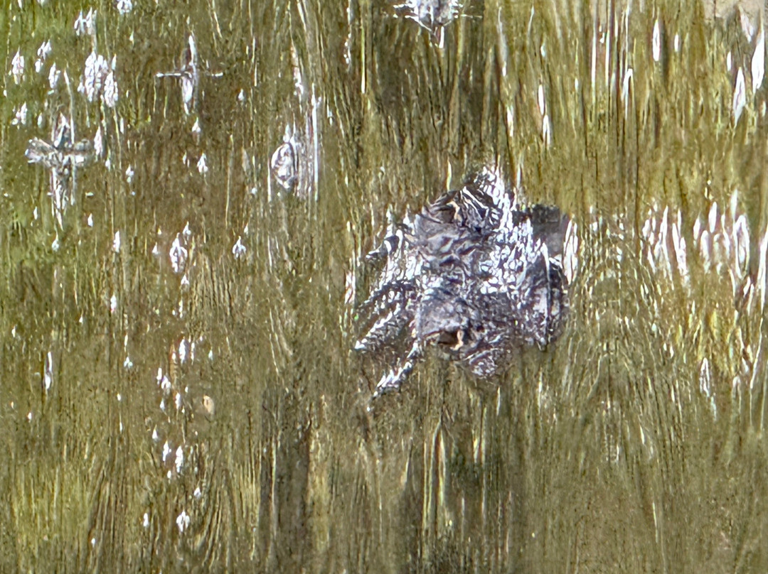 Louisiana Swamp Tours-布里奥克斯桥必去景点