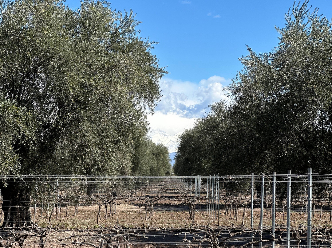 Finca El Paraíso - Bodega Luigi Bosca-Maipu必去景点
