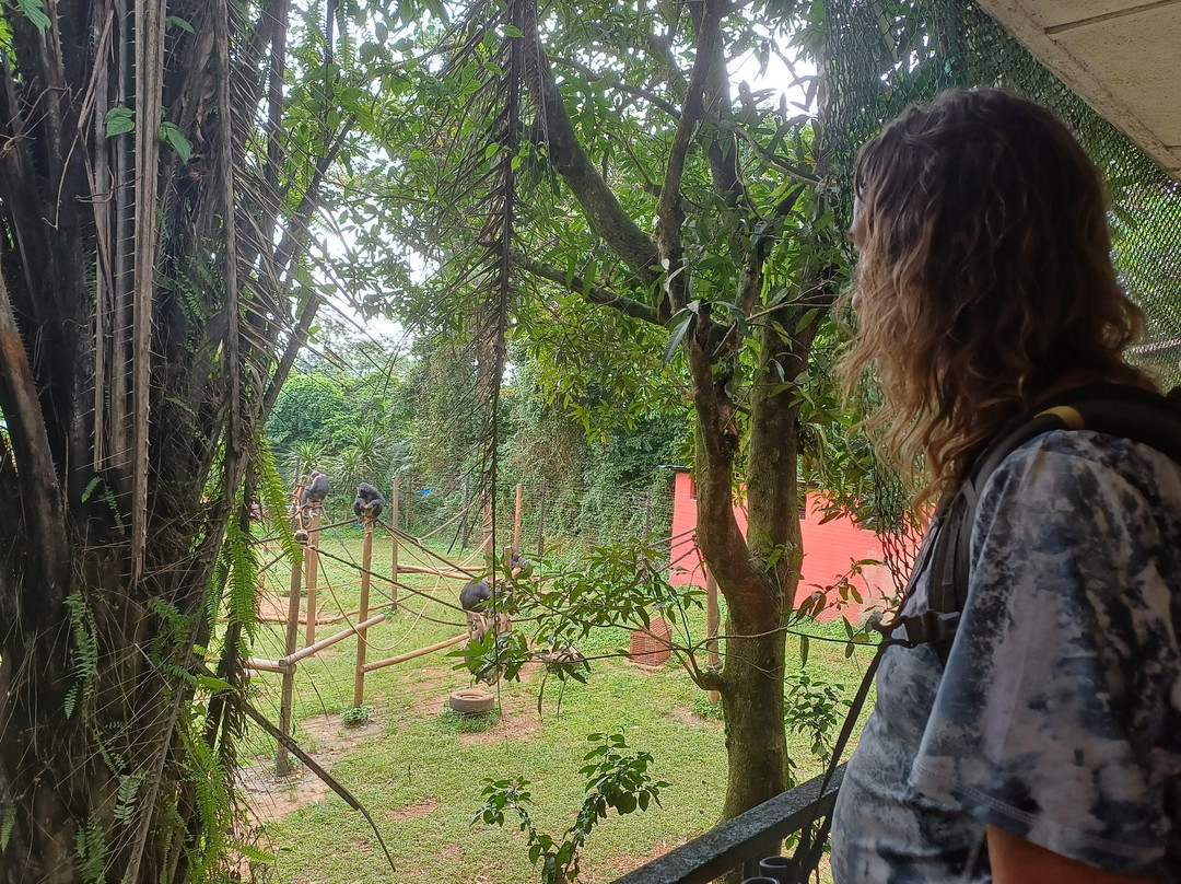 Tacugama Chimpanzee Sanctuary-弗里敦必去景点