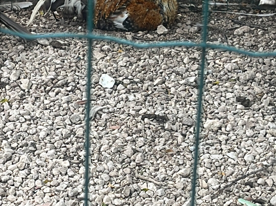 La Fattoria degli Animali-Pescasseroli必去景点