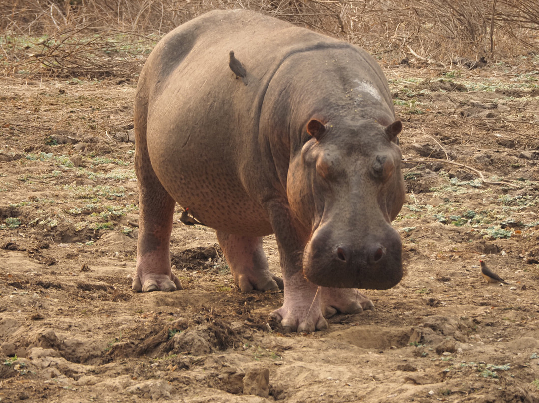 Absolute Zambia Safaris-卢萨卡必去景点