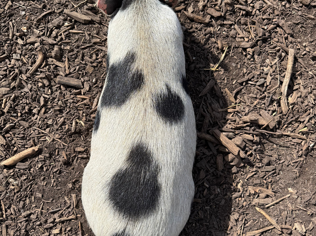 Kew Little Pigs Farm Ltd-Amersham必去景点