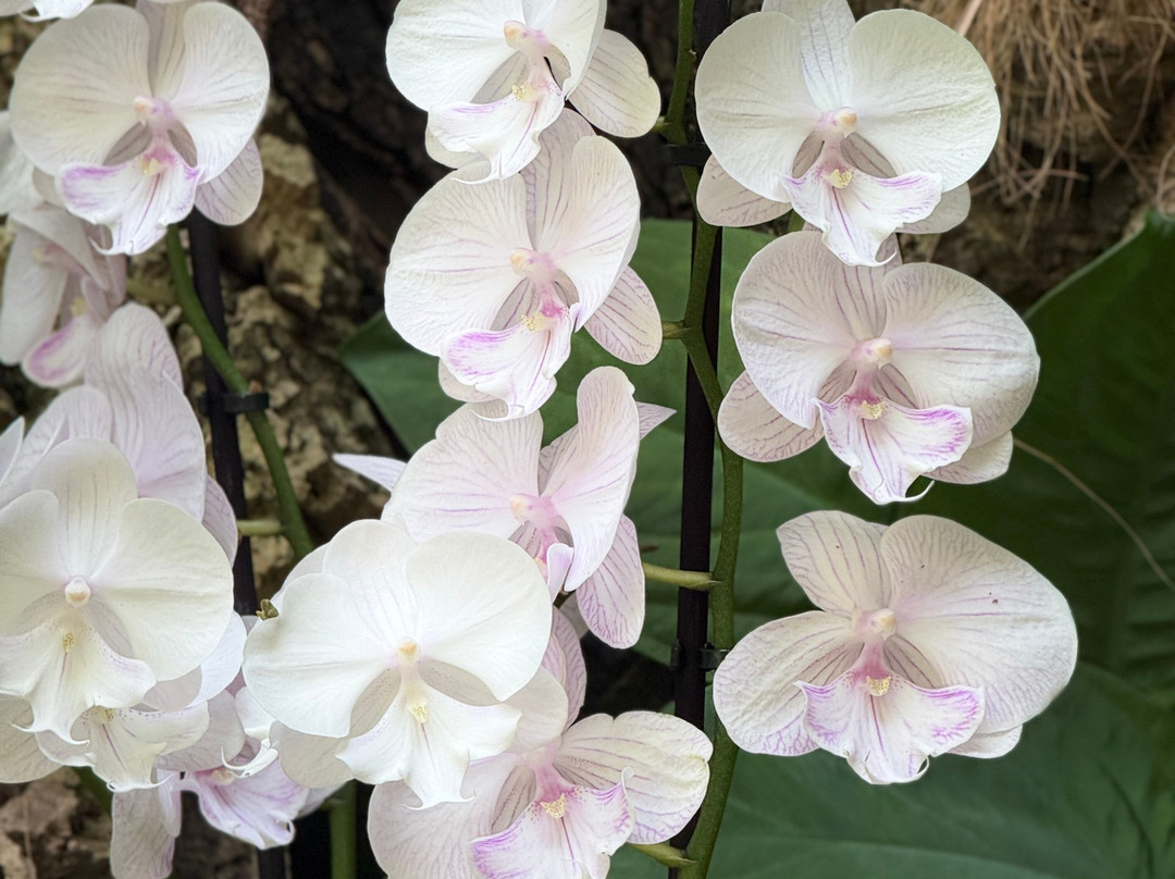 Orquidario de Estepona-埃斯特波纳必去景点