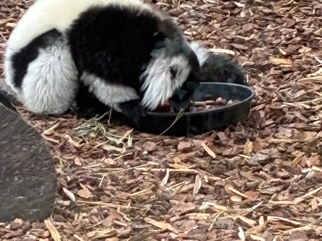 Darling Downs Zoo-Gatton必去景点