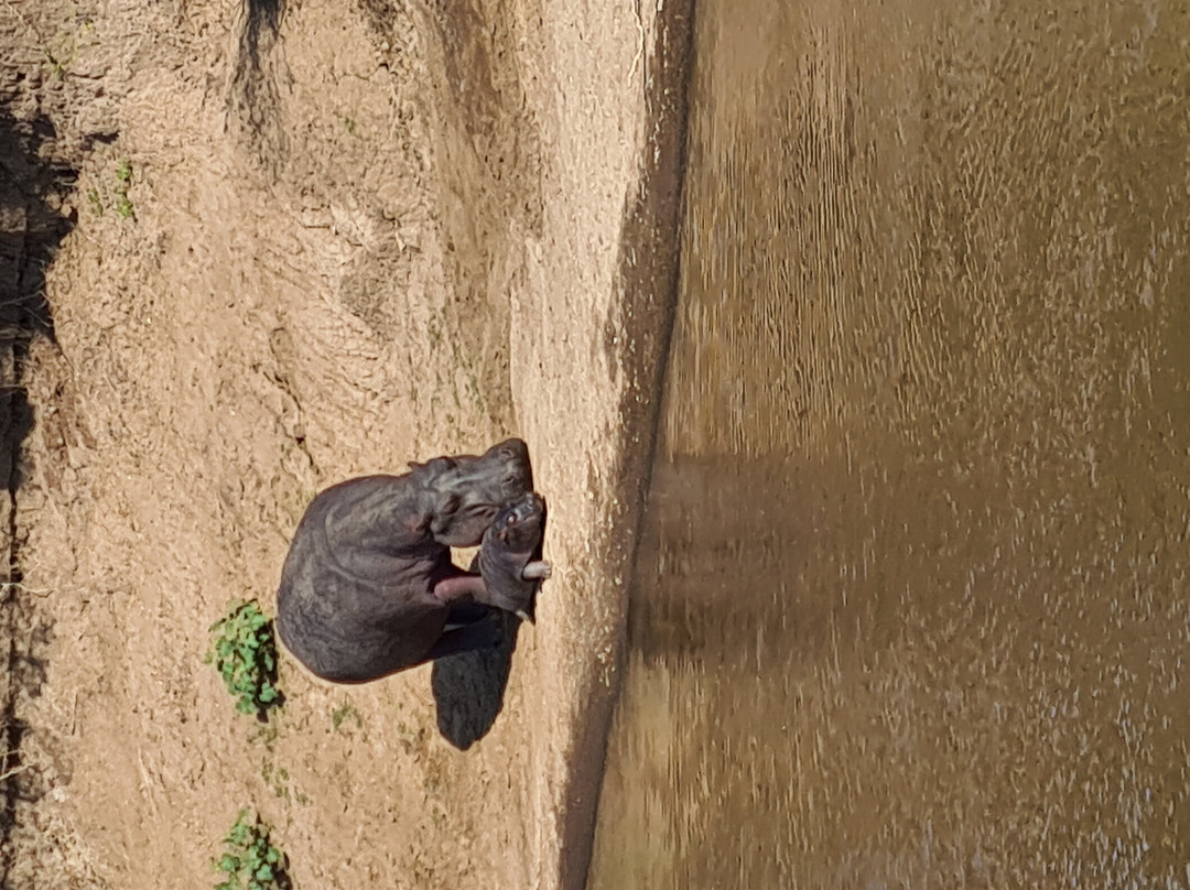 Wasili Kenya Safaris-内罗毕必去景点