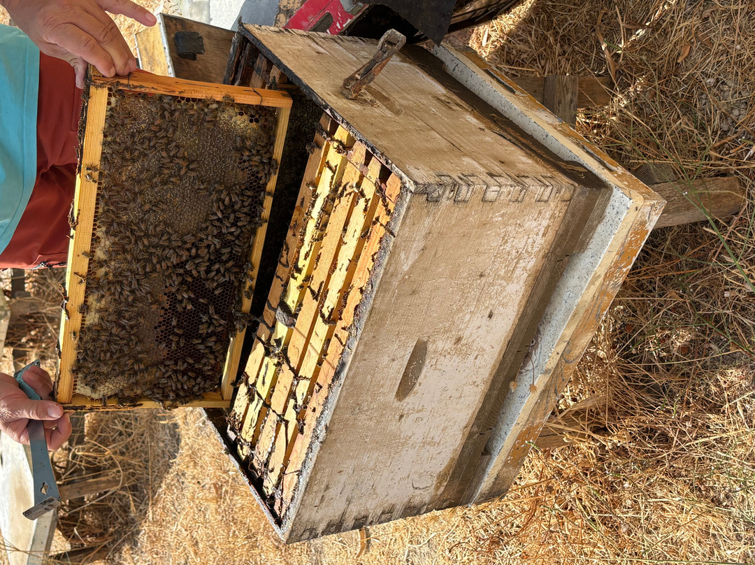 Tsigenis Beekeeping-Tylissos必去景点