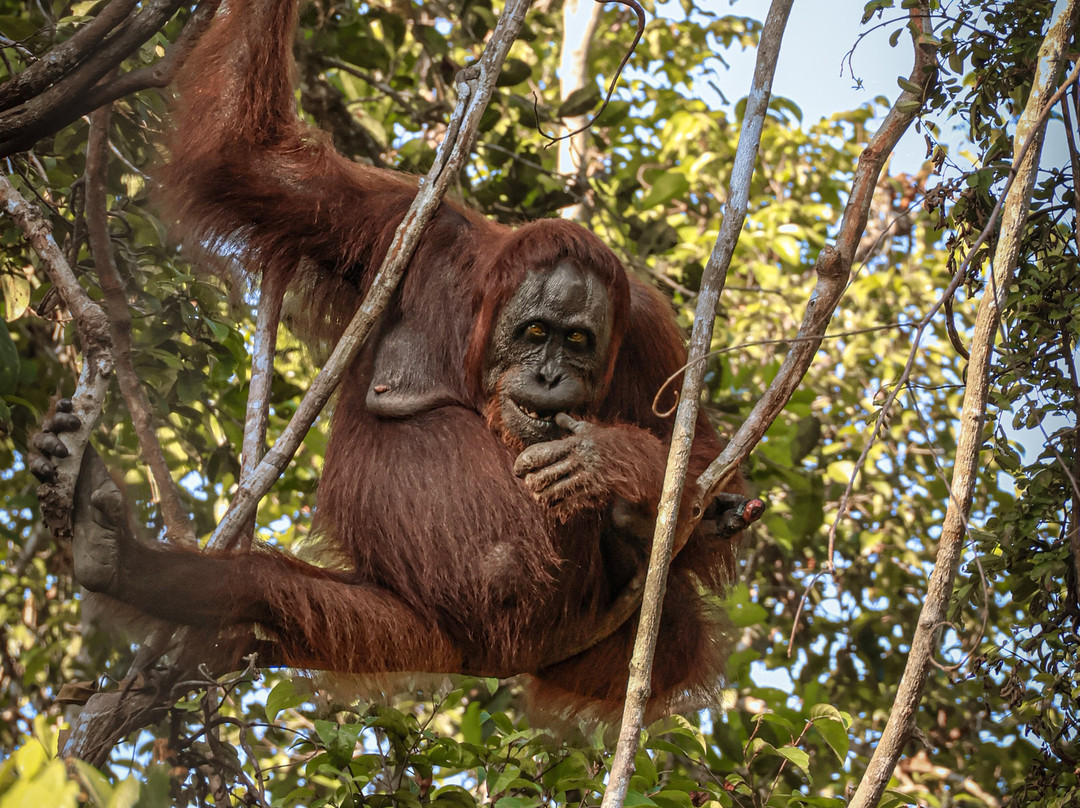 Tanjung Puting Borneo Tour-Pangkalan Bun必去景点