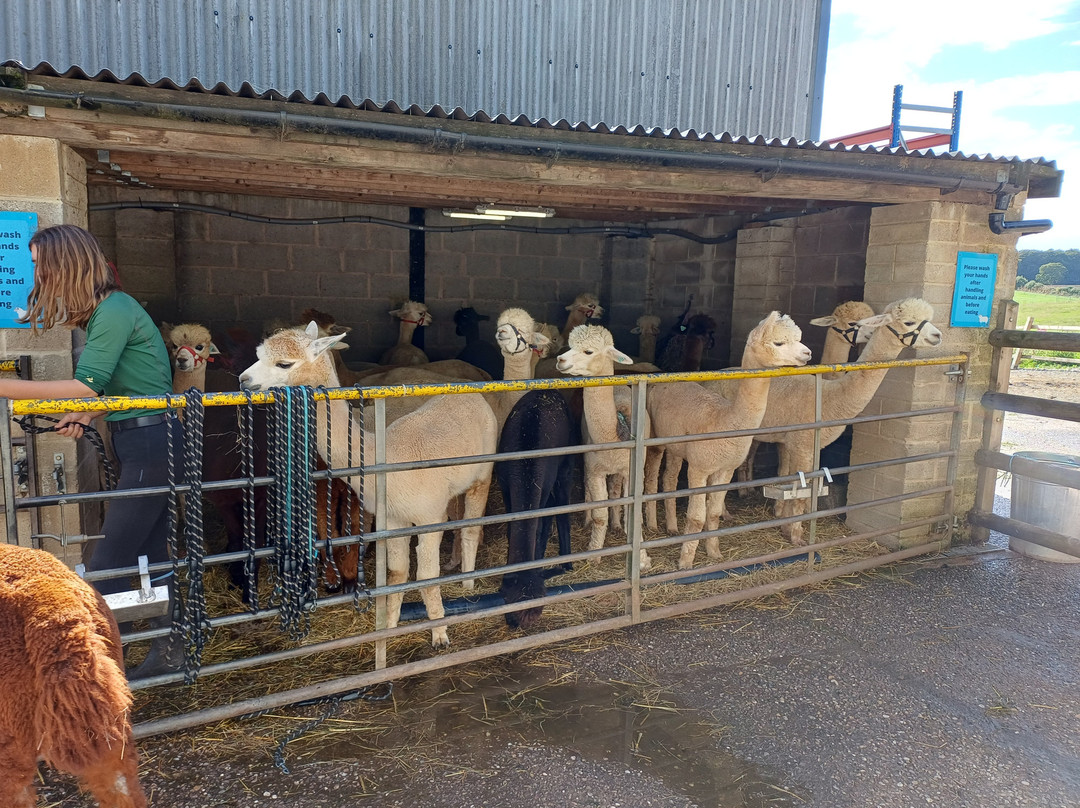 Charnwood Forest Alpacas-Boundary必去景点