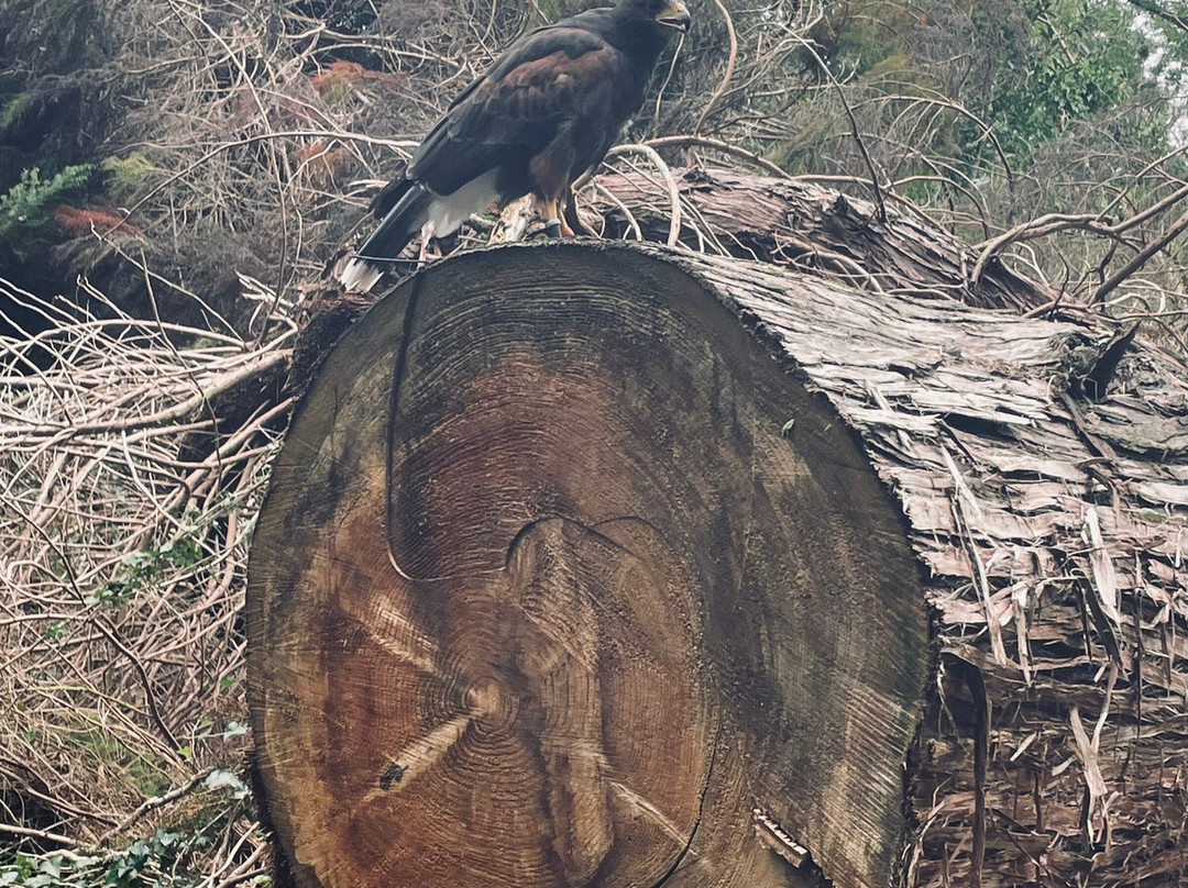 Ireland's School of Falconry-康镇必去景点