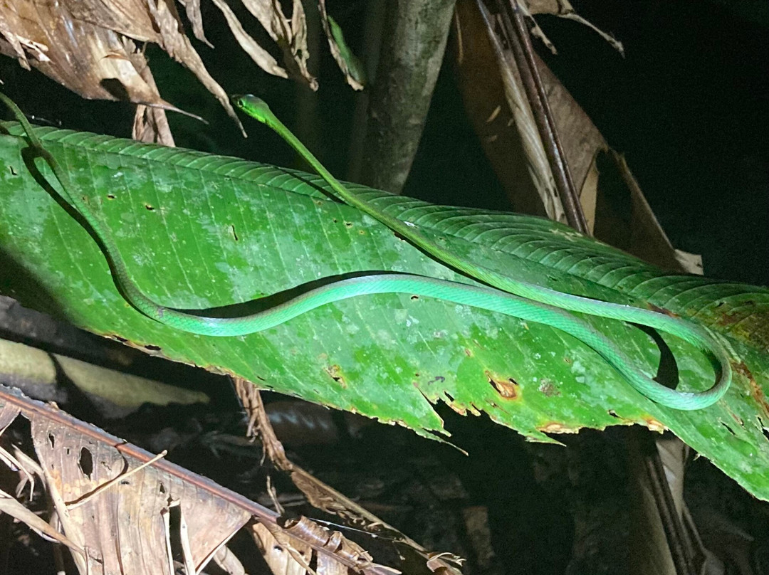 Manzanillo Night Jungle-Manzanillo必去景点