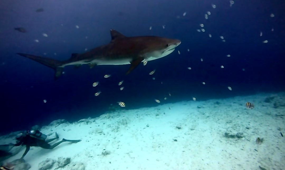 Pelagic Divers Fuvahmulah-Fuvahmulah必去景点