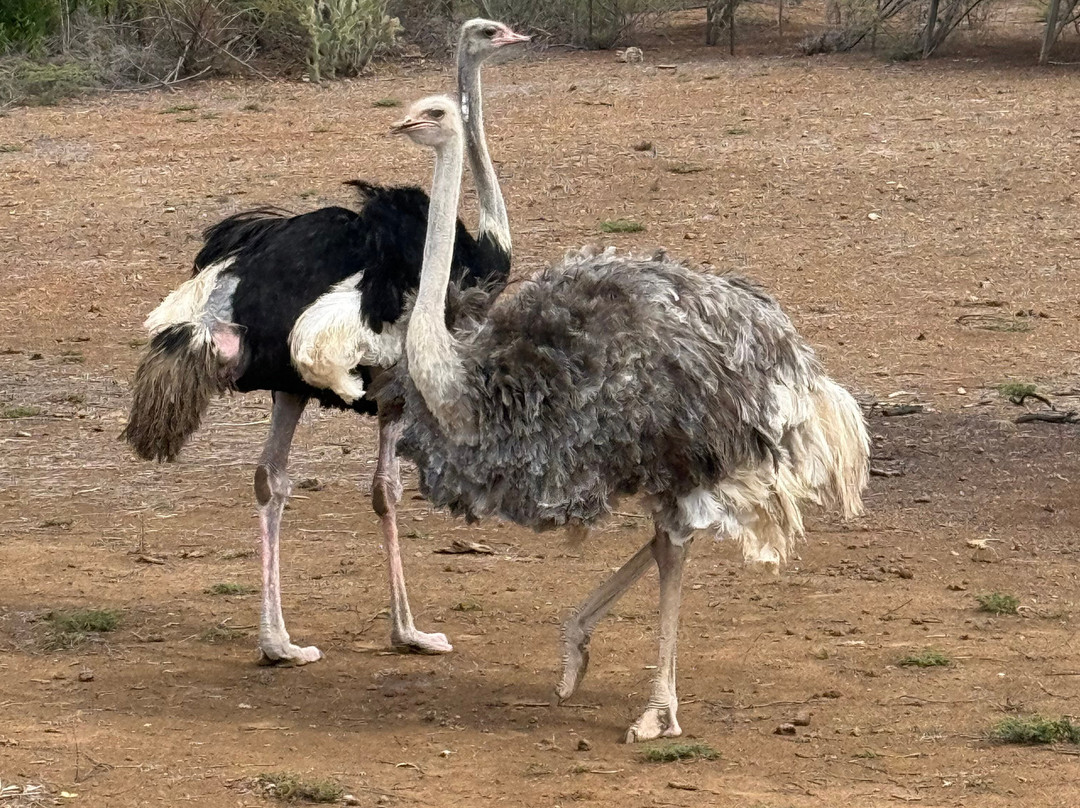 Curacao Ostrich Farm-库拉索必去景点