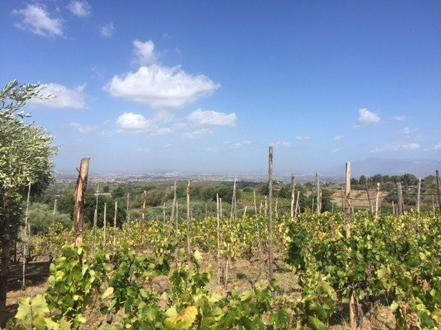 Minardi Winery - Frascati景点图片