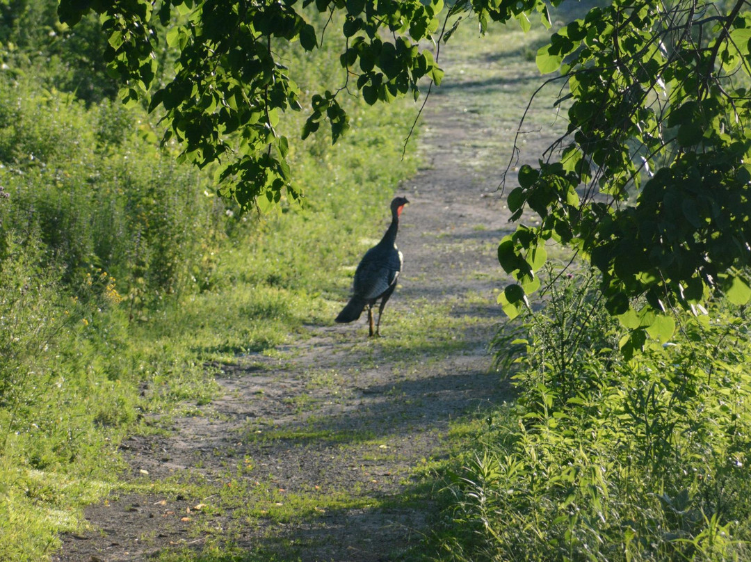 诺斯菲尔德旅游景点-Cowling Arboretum at Carleton College